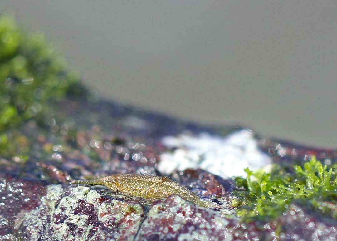 image of purple emperor larva